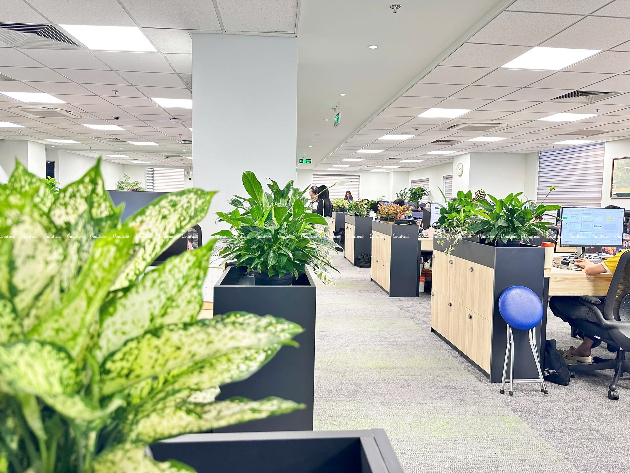 Cây Xanh Hà Nội Vinatrees thiết kế cây xanh văn phòng Hà Nội